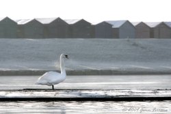 Mute Swan Wallpaper