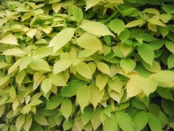 Green Leaves of Summer Wallpaper