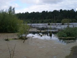 Delamere Forest