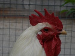 Walton Pet Zoo