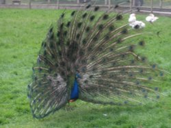 Walton Hall Pet Zoo