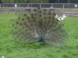 Walton Hall Pet Zoo