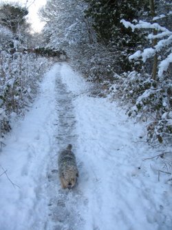 Winter 3.2.2009 Up Nately