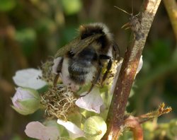 Bumble bee (bombus lucorum)