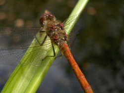 Common sympetrum