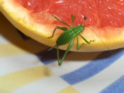 Speckled bush cricket Wallpaper
