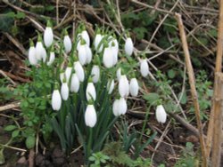 Snowdrops 31.1.2009 Wallpaper