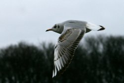 Black Headed Gull winter plumage. Wallpaper