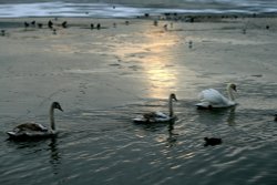 Evening at Herrington Park. Wallpaper