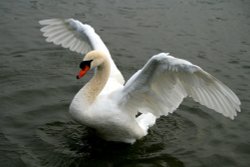 Mute Swan. Wallpaper