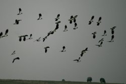 A Flock of Lapwings. Wallpaper