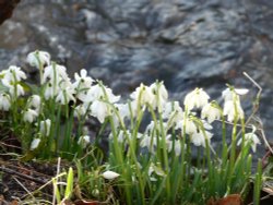 Snowdrops by the stream