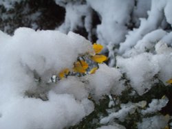 Snow on Gorse Wallpaper