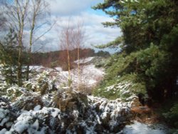 Winter wonderland Wallpaper