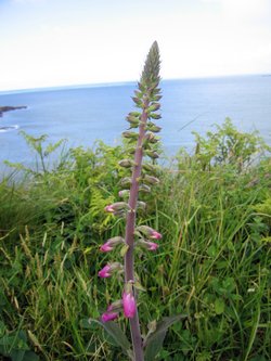 South West Coast path from Ilfracombe to Combe Martin Bay