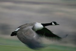 Canada Goose1 Wallpaper