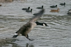 Canada Goose2 Wallpaper