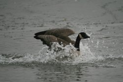 Canada Goose3 Wallpaper