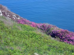 Visit to Lundy Island Wallpaper