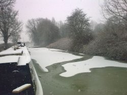 A lone Swan Wallpaper