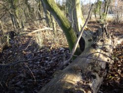 Baydale Beck wood Wallpaper