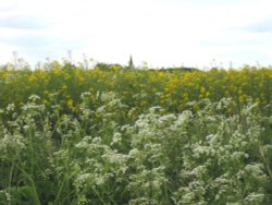 Trinity Sunday Wallpaper