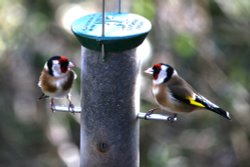 Goldfinches Wallpaper