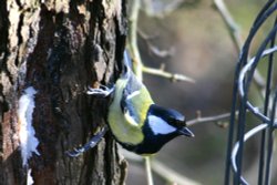 Great Tit. Wallpaper