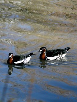Red Breasted Geese.