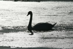 Mute Swan. Wallpaper