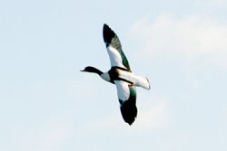 Shelduck. Wallpaper