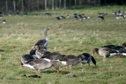 Greylag Geese Wallpaper