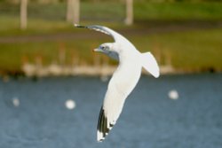 Common Gull. Wallpaper