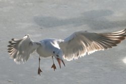 Black Headed Gull. Wallpaper