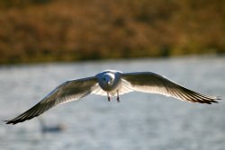 Black Headed Gull. Wallpaper