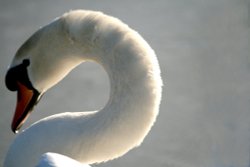 Mute Swan Wallpaper