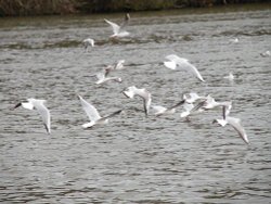 Why are we flying!!!! Wallpaper