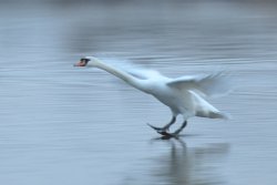 Skiing Swan Wallpaper