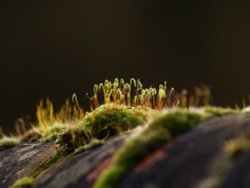 Moss on a wall, the Parks, Oxford Wallpaper