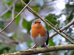 Thatcham, Berkshire Wallpaper