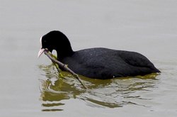 Thatcham, Berkshire Wallpaper