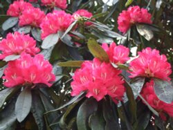 Rhododendrons in full bloom Fell Foot park