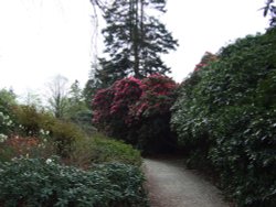 Rhododendrons in full bloom Fell Foot park Wallpaper