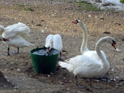 Swans near the River Stour