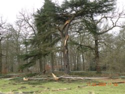 Snow damage Wallpaper