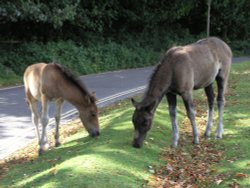 Ponies grazing at Lyndhurst