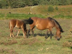 New Forest ponies grazing