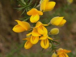 Gorse in Bloom.