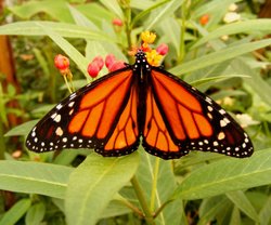 Butterfly1 Wallpaper