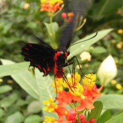 On the Wing Wallpaper